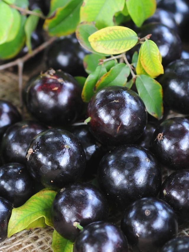 Jabuticaba, açaí e guaraná: brasileiras entre as melhores frutas do mundo