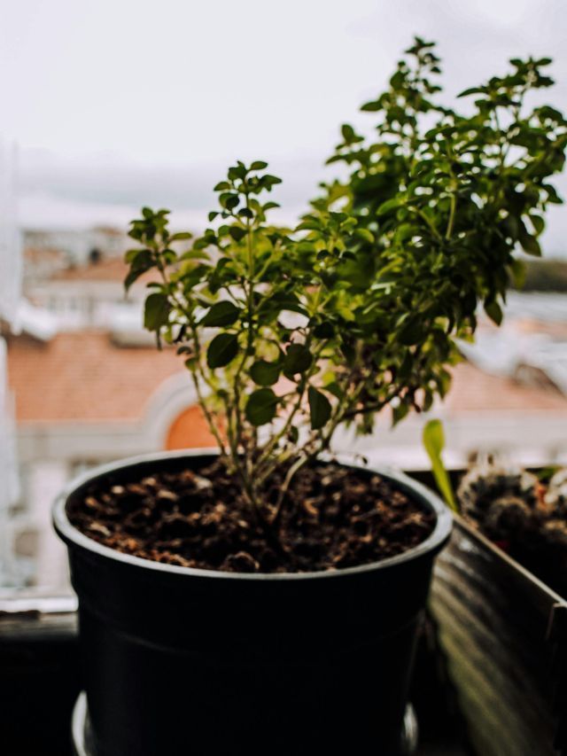Árvores em apartamento: o guia para um pomar na sacada ou varanda