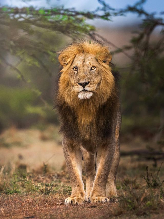 Entenda por que o leão se tornou animal símbolo do Imposto de Renda