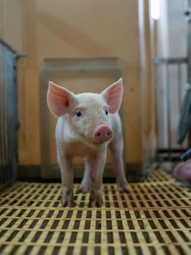 Brasil cria 1º porco clonado da América Latina para fornecer órgãos