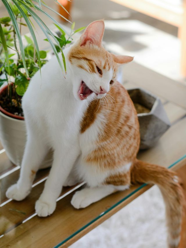 O estresse pode matar seu gato? Confira sinais de alerta