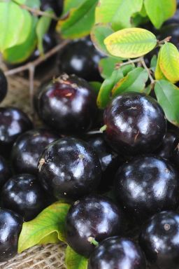 Jabuticaba, açaí e guaraná: brasileiras entre as melhores frutas do mundo