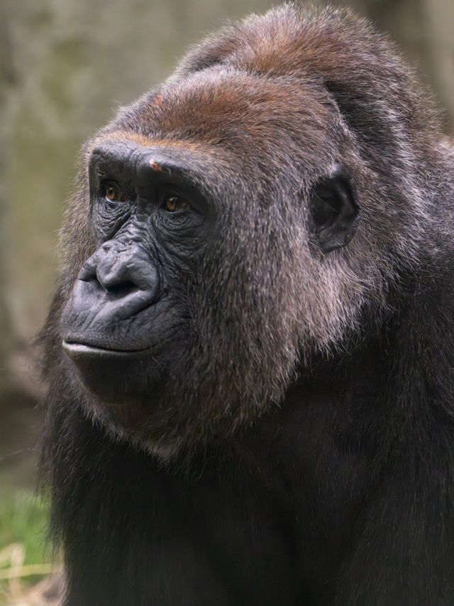 Humanos evoluíram andando como um gorila? Estudo revela pistas