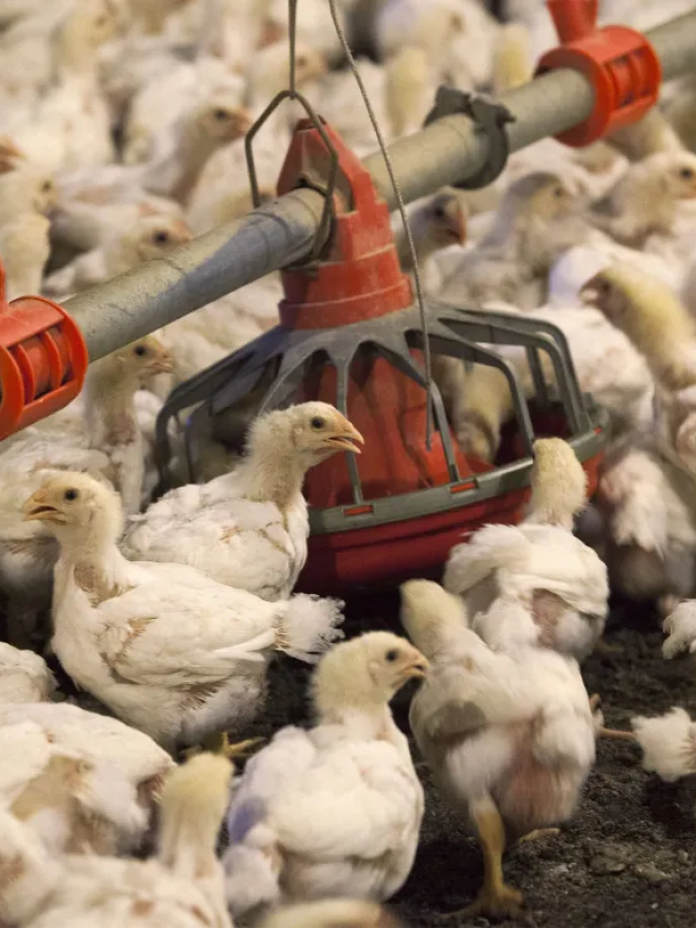 Setor de frango alcança valor bruto de produção de R$ 112,6 bilhões em 2025
