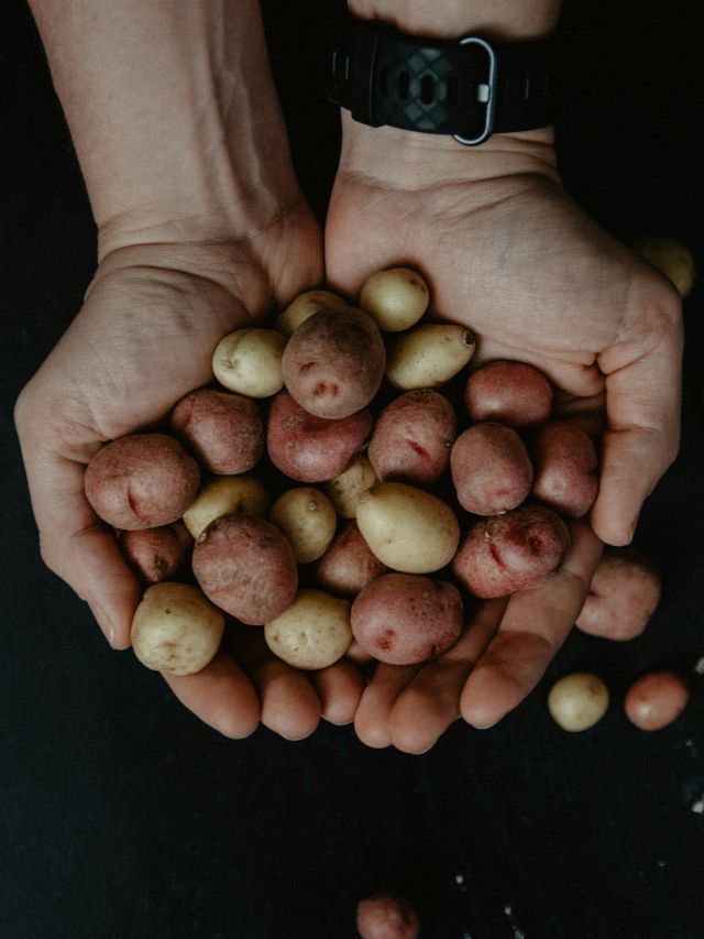 Como dieta à base de batata alterou a genética dos povos andinos