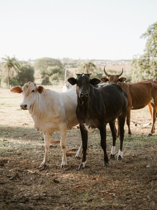 Brasil tenta abrir mercado de carne bovina na Coreia do Sul