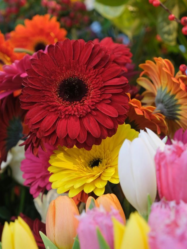 Qual sua flor de aniversário? Conheça a espécie que rege cada mês
