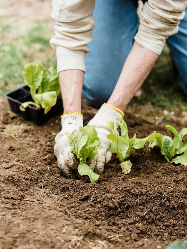 Inadimplência no agro deve manter alta de processos de reestruturação