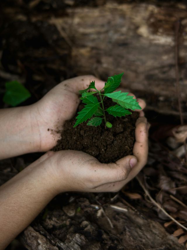 Preservação ambiental passa a valer mais no mercado de carbono