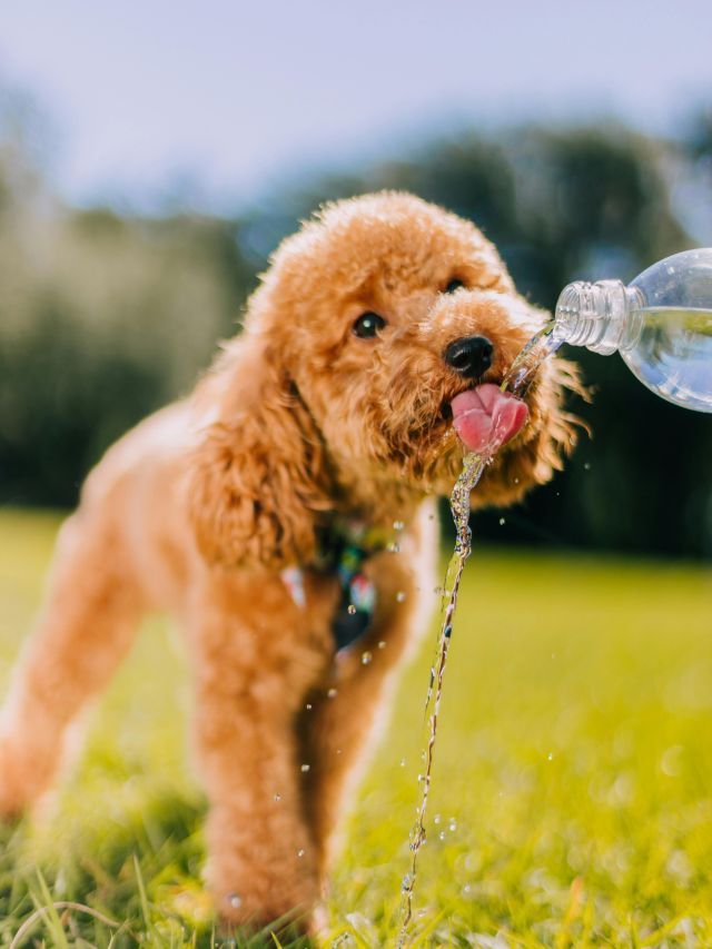 Baixo nível de ingestão de água pode abalar saúde renal de pets