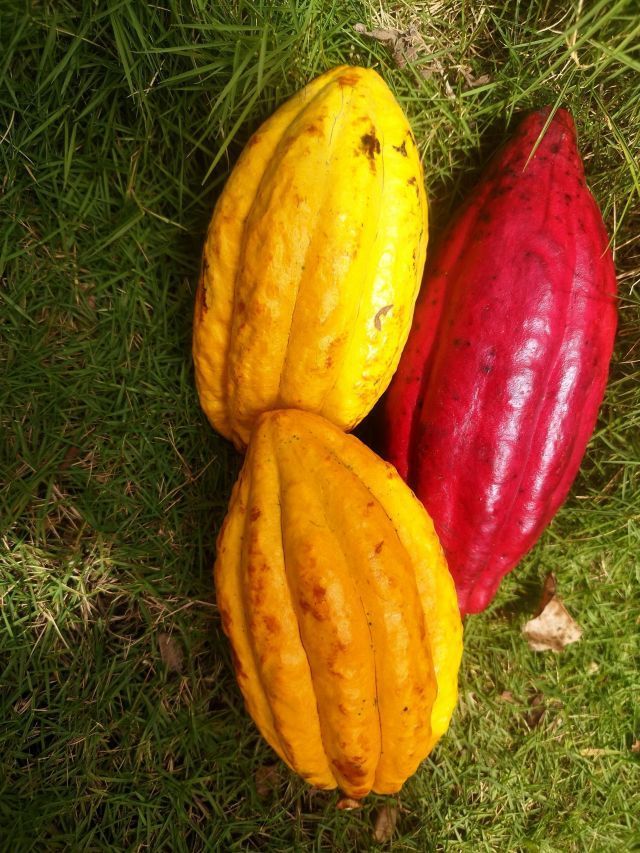 El Niño ameaça reduzir superávit global de cacau em 2026/27