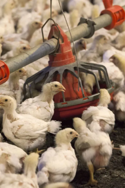 Setor de frango alcança valor bruto de produção de R$ 112,6 bilhões em 2025