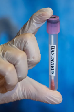 Rota de cruzeiro e cronologia da crise sanitária do hantavírus