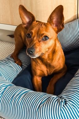 Tecnologia para pets: câmeras viram aliadas de quem passa o dia longe