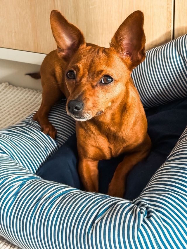 Tecnologia para pets: câmeras viram aliadas de quem passa o dia longe