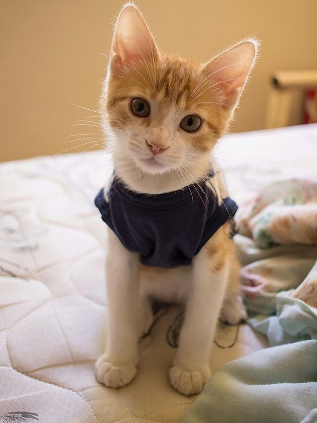 Mais que pets: estudo mostra que 50% dos gatos chegam aos lares por adoção