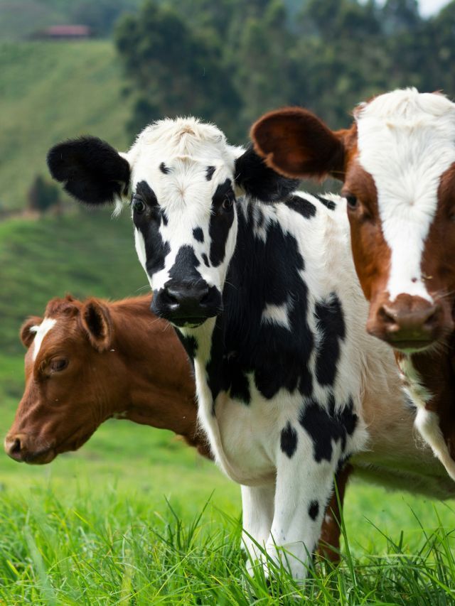 Exigências da UE geram impacto limitado nas exportações de carnes
