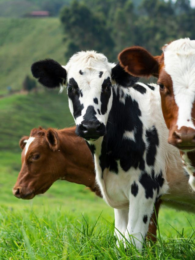 EUA precisam de carne bovina mais “magra” e Brasil pode se beneficiar