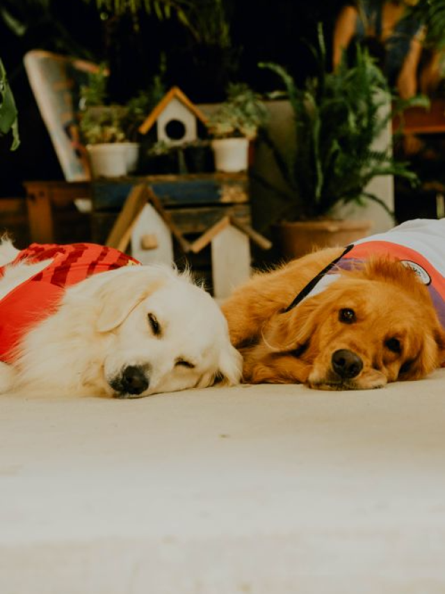 Seu cachorro te entende mais do que você imagina — e a ciência provou