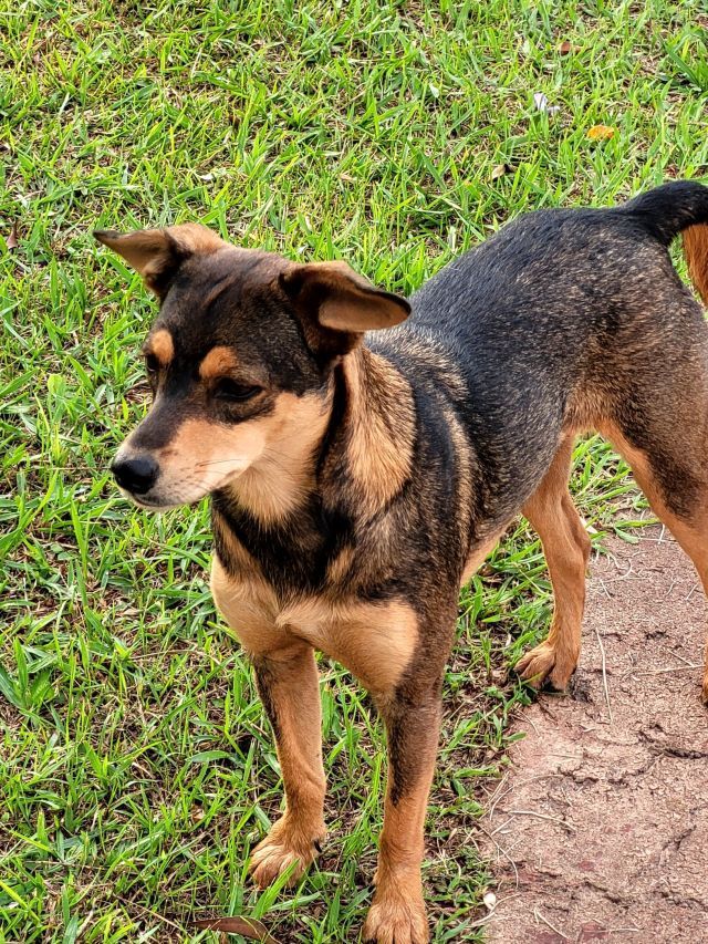 Saúde intestinal dos pets: o papel dos simbióticos para cães e gatos