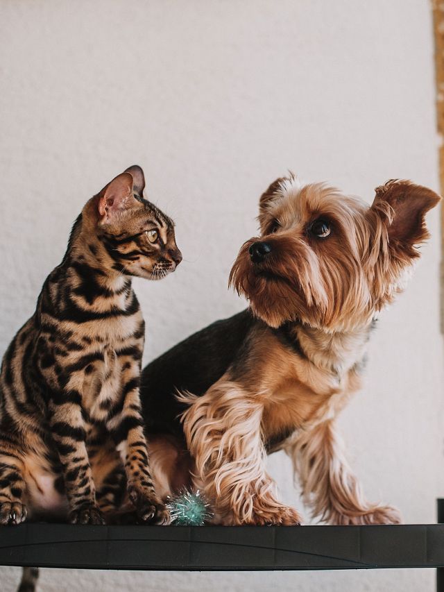 Pets fortalecem o nosso sistema imunológico, dizem cientistas