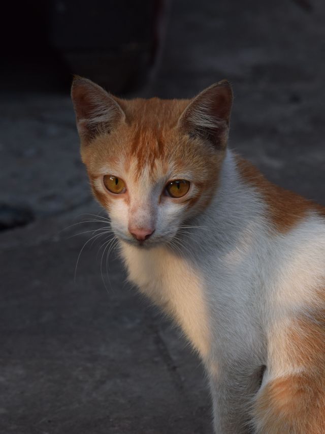Copa do Mundo: como proteger cães e gatos de estresse durante os jogos