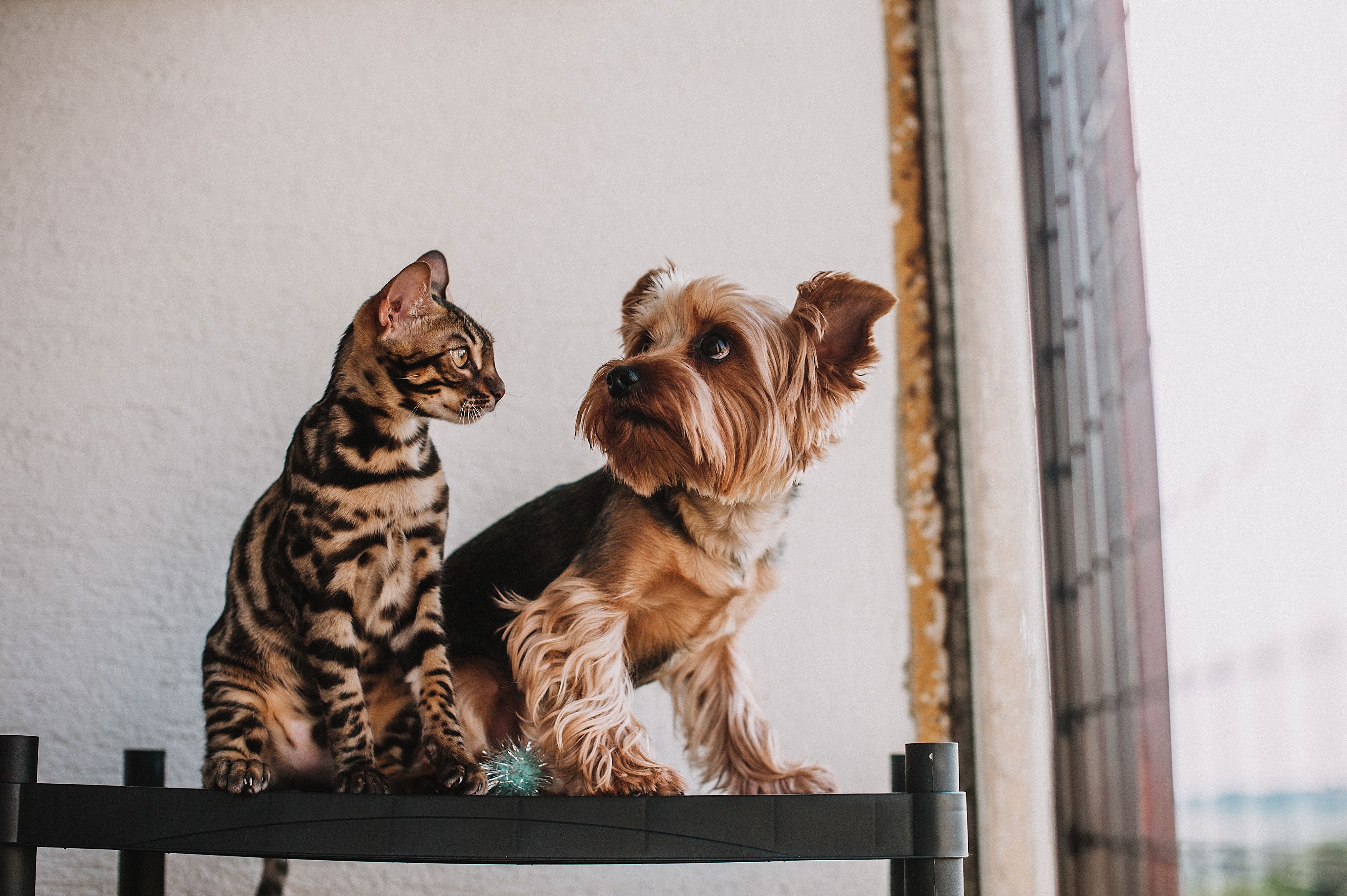 Pets fortalecem o nosso sistema imunológico, dizem cientistas