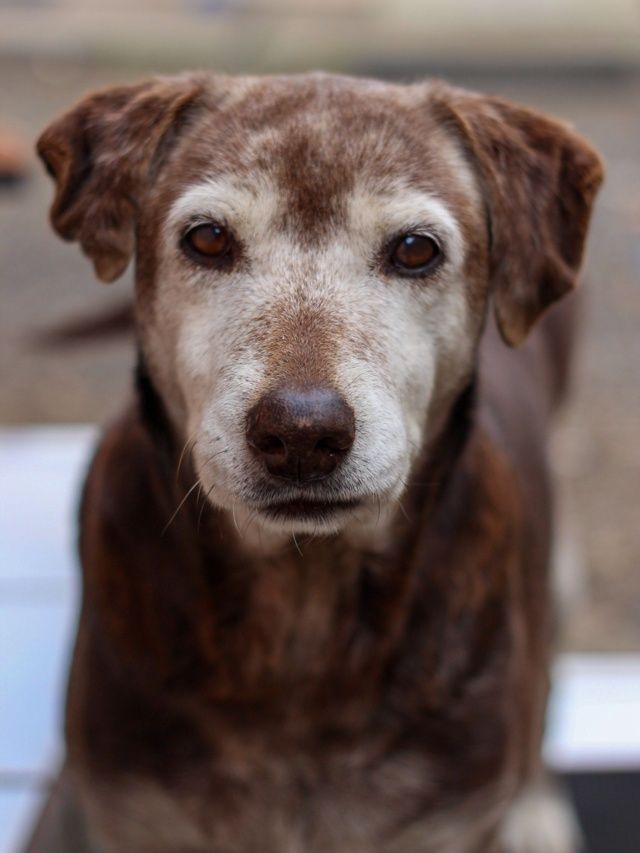 Envelhecimento dos pets: 50% dos tutores evitam falar sobre o assunto