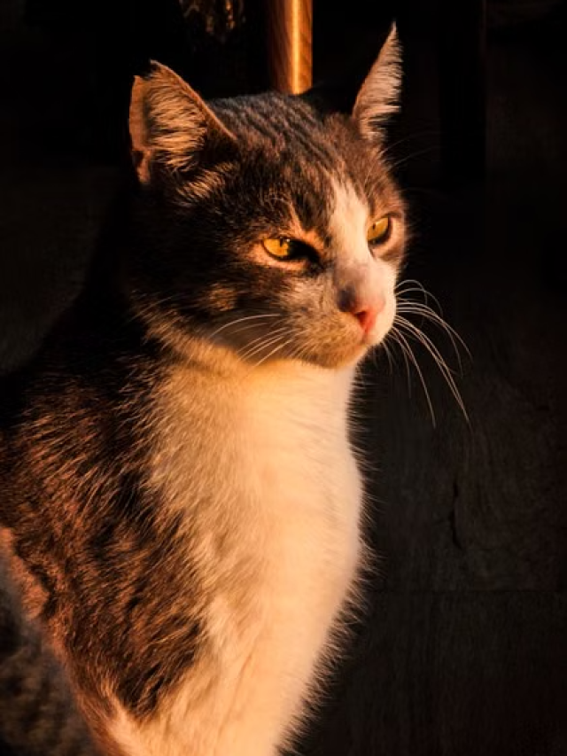 Inverno exige atenção redobrada e check-ups para cães e gatos