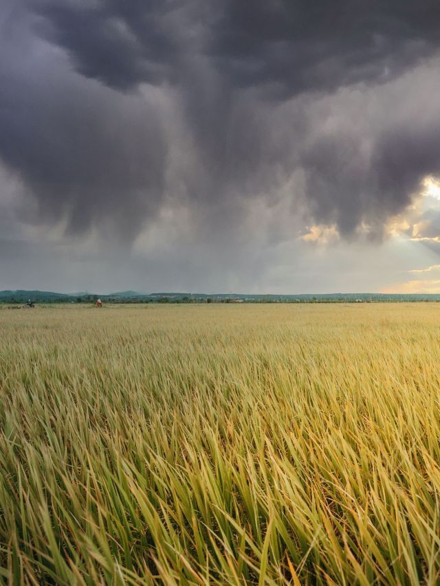 El Niño pode ser o mais forte desde 1950; entenda efeitos no agro