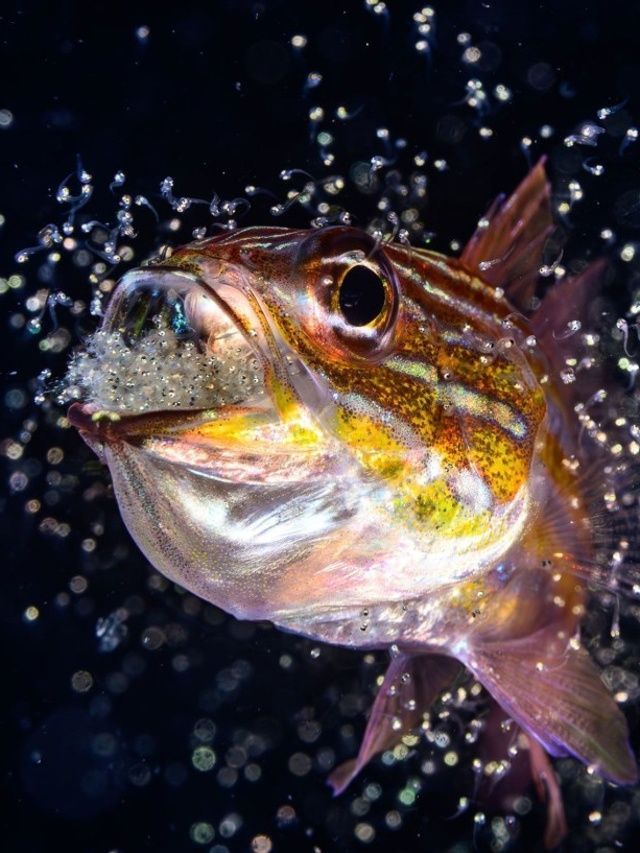 Veja imagens dos finalistas do Concurso Fotógrafo Oceânico do Ano