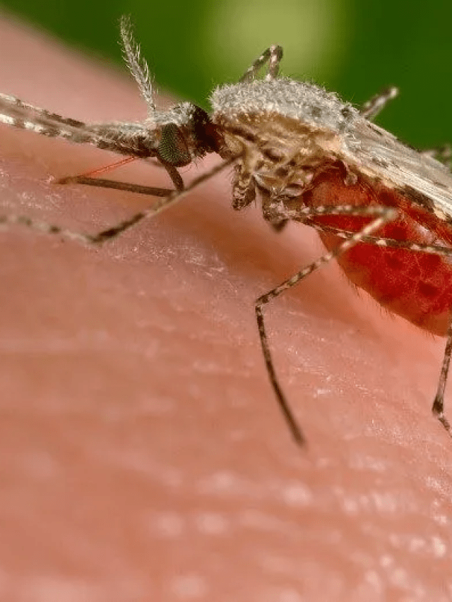 Transmissão por pernilongo: o que é a Febre do Nilo Ocidental