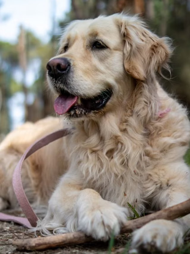 Queda de pelo em cães: quando é normal e quando pode ser problema de saúde