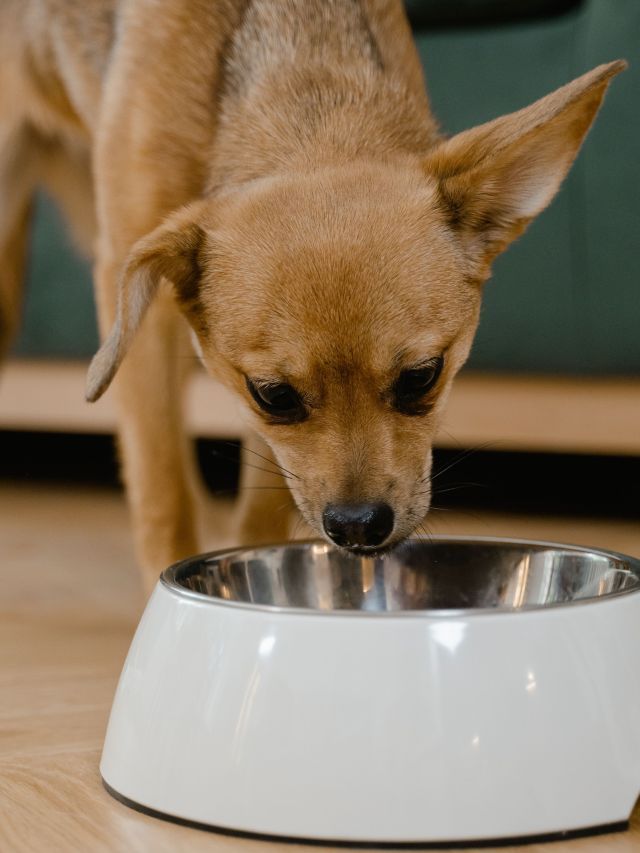 Alimentação natural para pet realmente vale a pena? Especialista explica