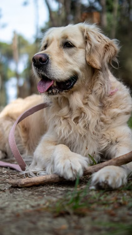 Queda de pelo em cães: quando é normal e quando pode ser problema de saúde