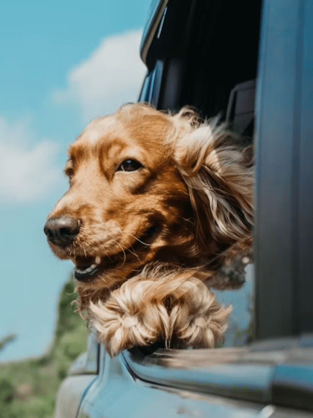 Como preparar seu cachorro ou gato para viajar com segurança