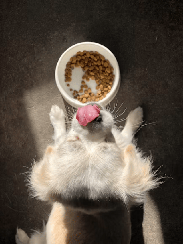 Whey protein para cachorro existe, mas não é igual ao suplemento para humano