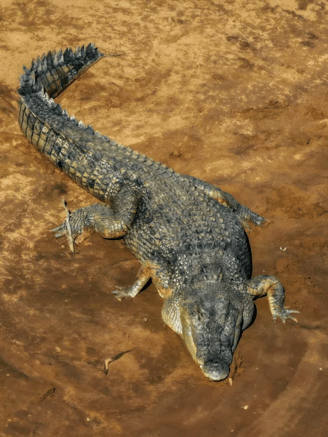 Rio com cerca de 100 crocodilos é liberado para Olimpíada de 2032