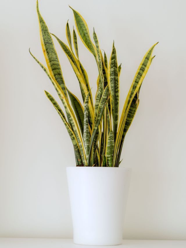 7 plantas para colocar na entrada de casa e afastar inveja e mau-olhado