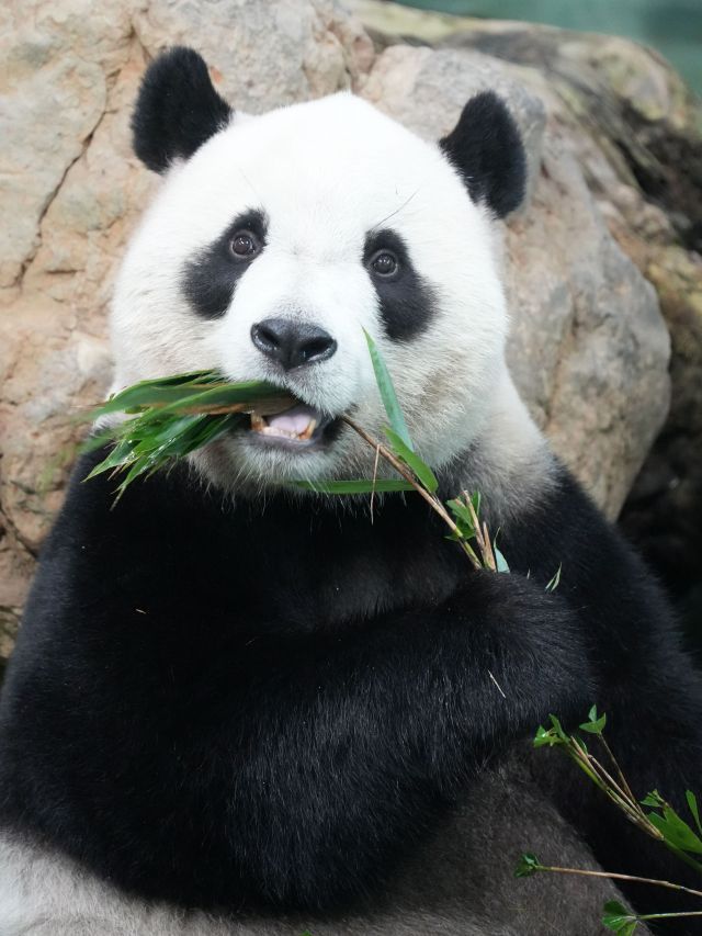 Entenda o que é a Diplomacia dos Pandas criada pela China