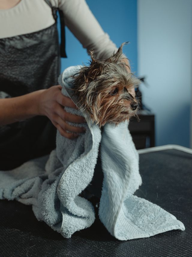 Banho em cachorro: especialistas explicam frequência certa