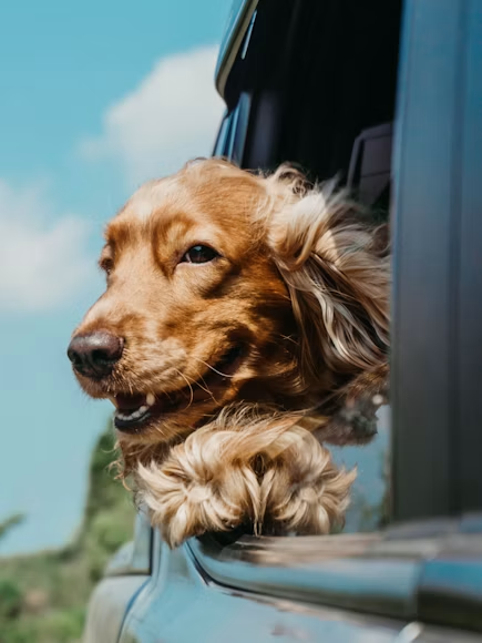 Como preparar seu cachorro ou gato para viajar com segurança