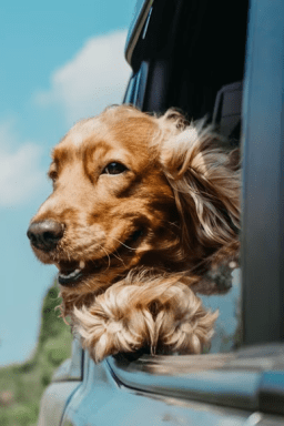 Como preparar seu cachorro ou gato para viajar com segurança