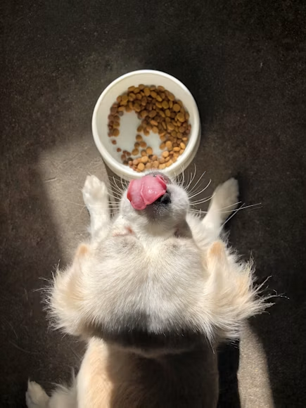 Whey protein para cachorro existe, mas não é igual ao suplemento para humano
