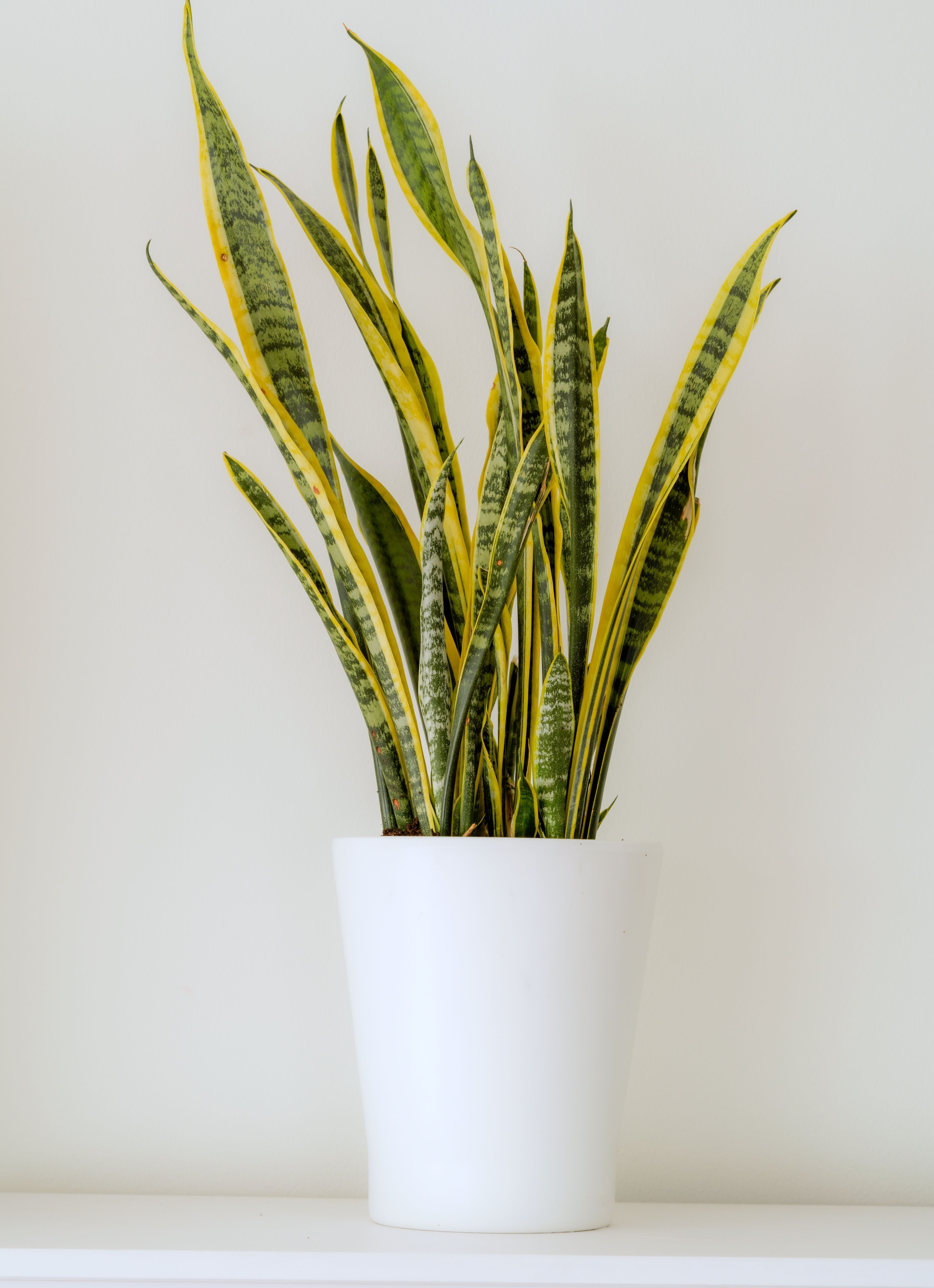 7 plantas para colocar na entrada de casa e afastar inveja e mau-olhado