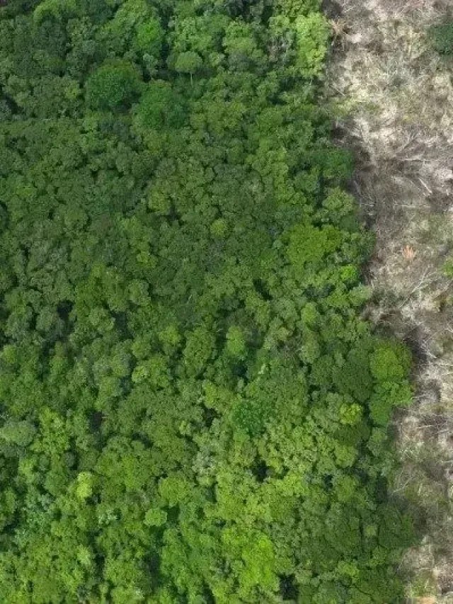 MapBiomas: Amazônia tem menor desmatamento da série histórica em 2025