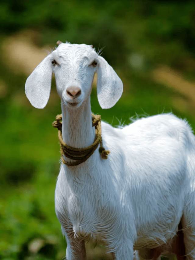 GOAT não é cabra: os animais que ganham outro significado em inglês