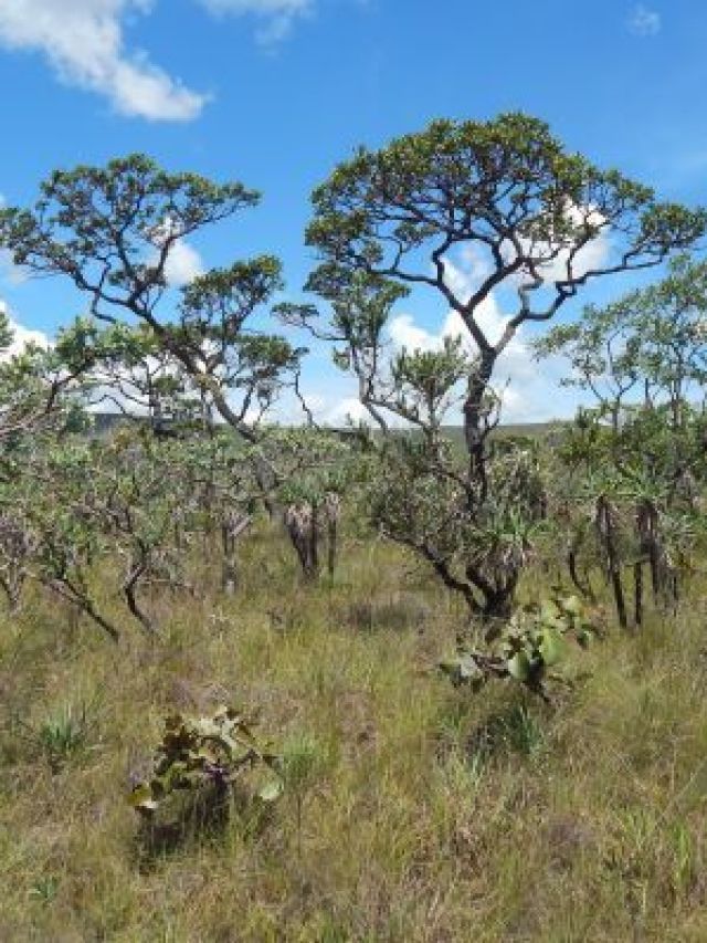 Cerrado perde 13,9 milhões de hectares de vegetação próxima a rios