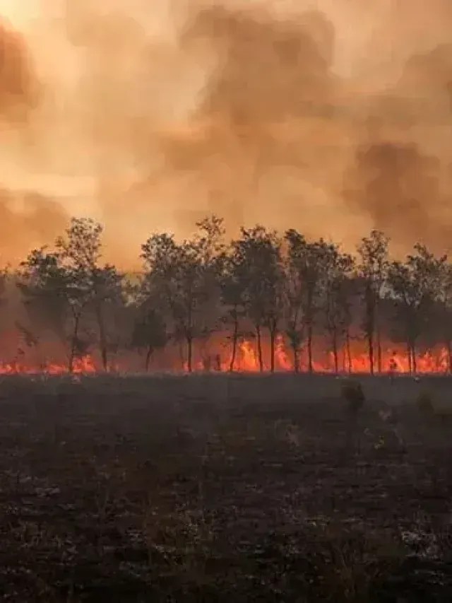 Mortes, incêndios e secas: tempestades de calor atingem 85% do planeta