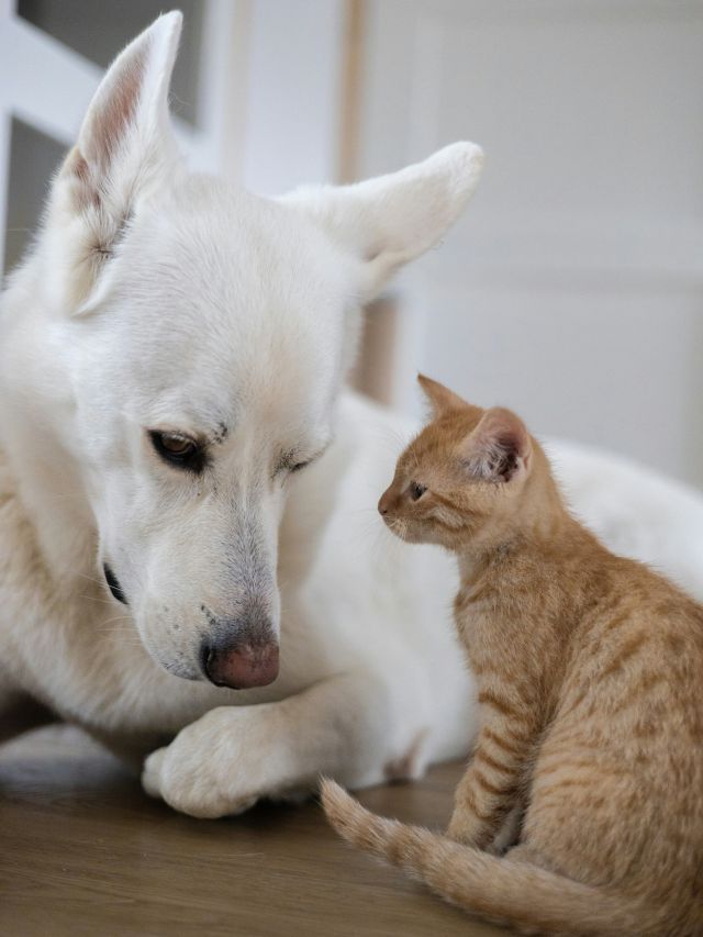 Como tirar o cheiro de xixi de cachorro e gato da casa